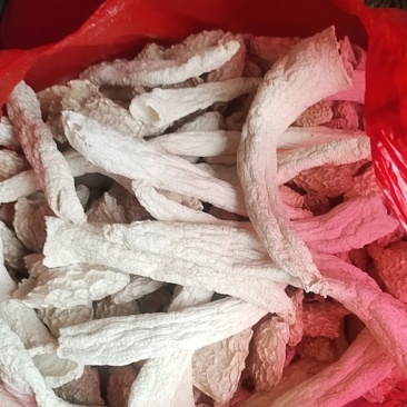 贵州大方冬荪