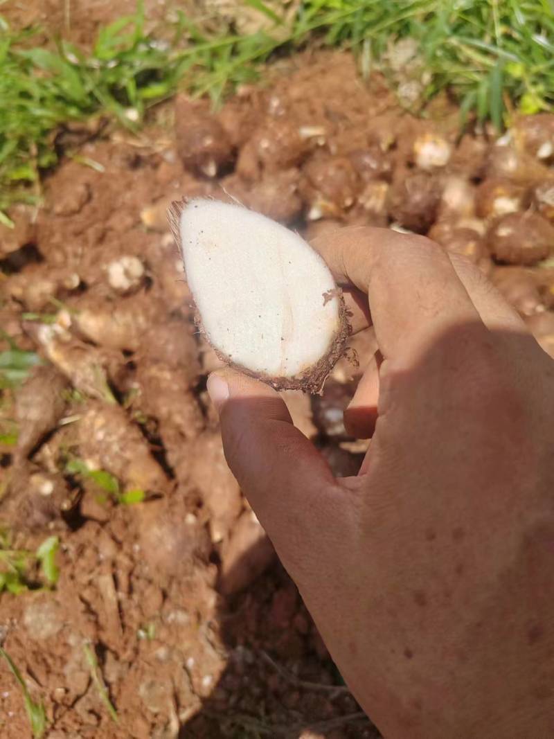 云南牛奶小芋头产地代办，一件代发欢迎来电咨询合作