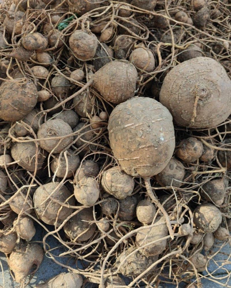 罗汉参