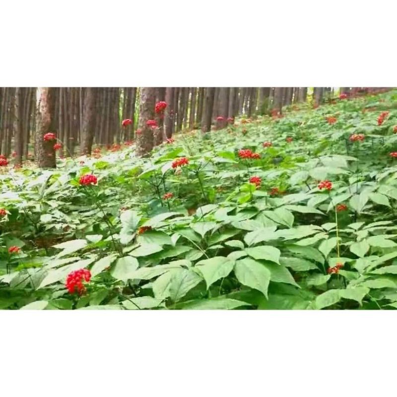 留坝县高山1700米海拔种植的西洋参，炖鸡，煲汤，煮水