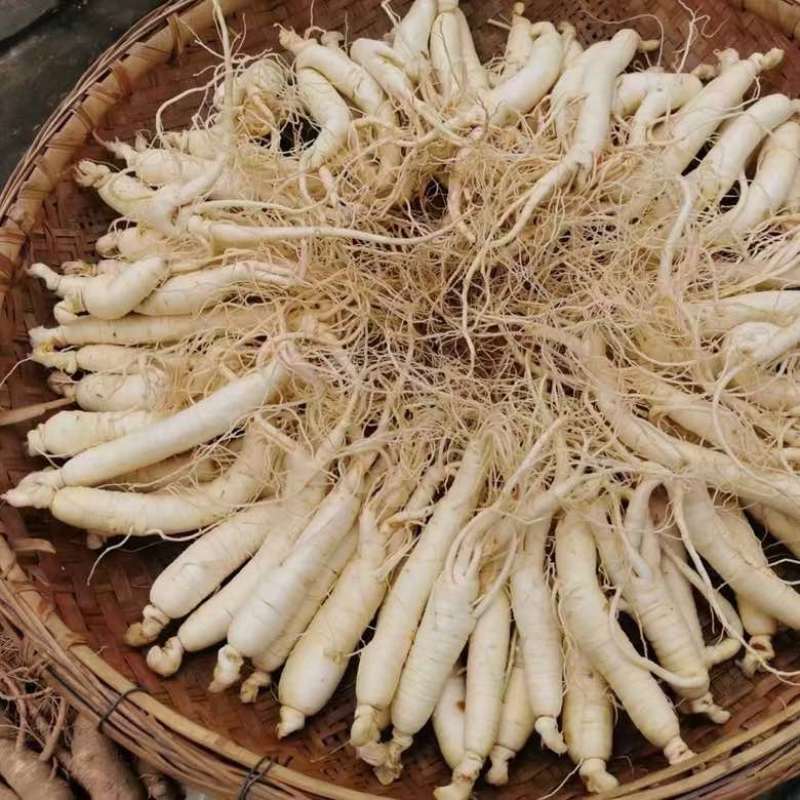 留坝县高山1700米海拔种植的西洋参，炖鸡，煲汤，煮水