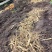 留坝县高山1700米海拔种植的西洋参，炖鸡，煲汤，煮水