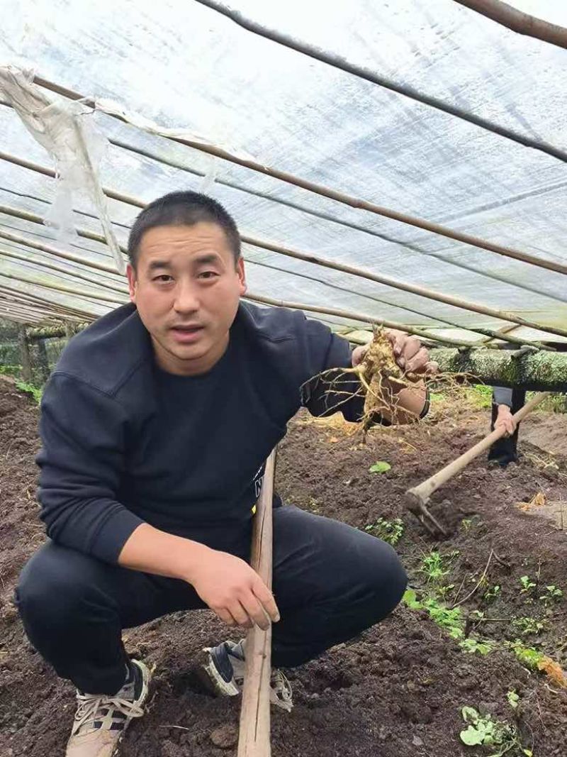留坝县高山1700米海拔种植的西洋参，炖鸡，煲汤，煮水