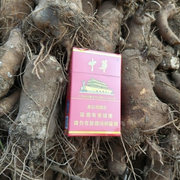 六千吨白术，改良白术丫