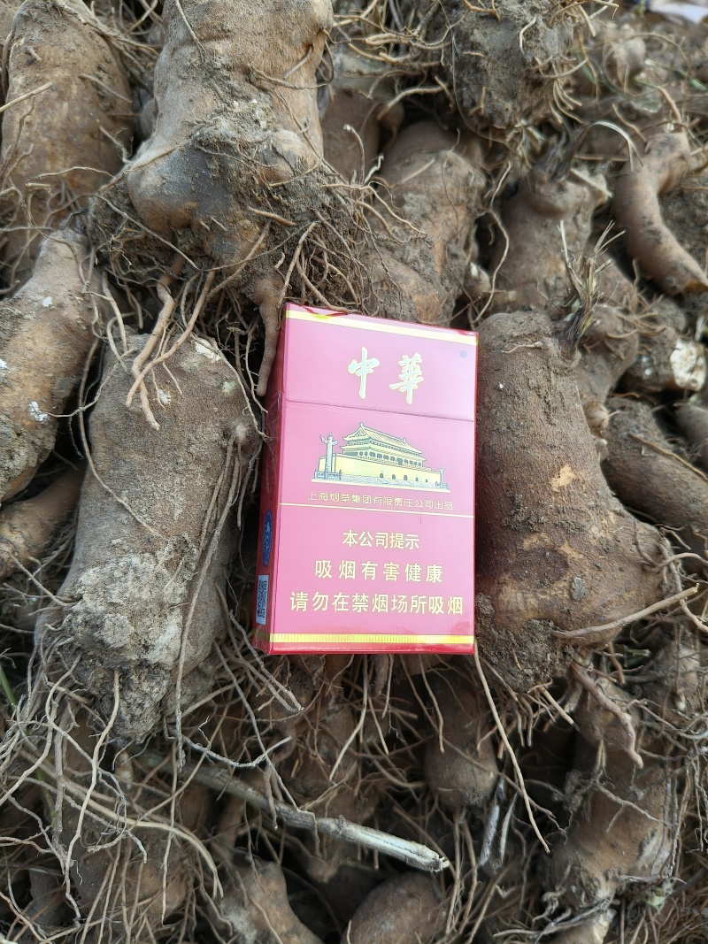 六千吨白术，改良白术丫