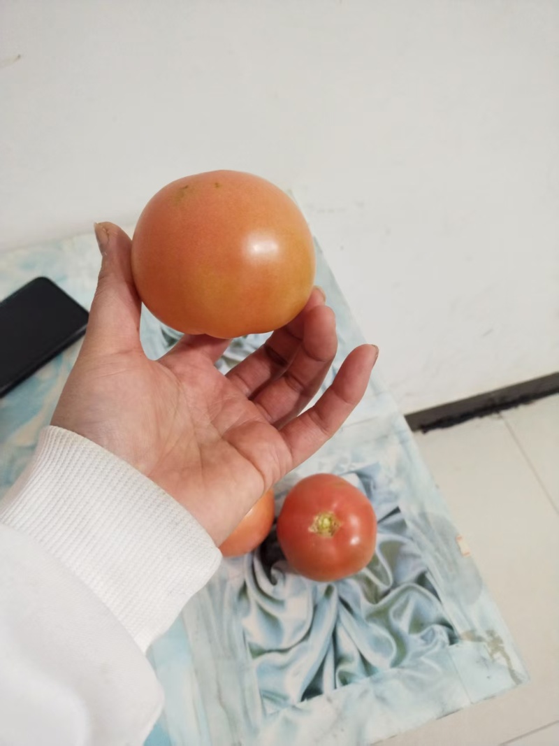 硬粉西红柿大量上市