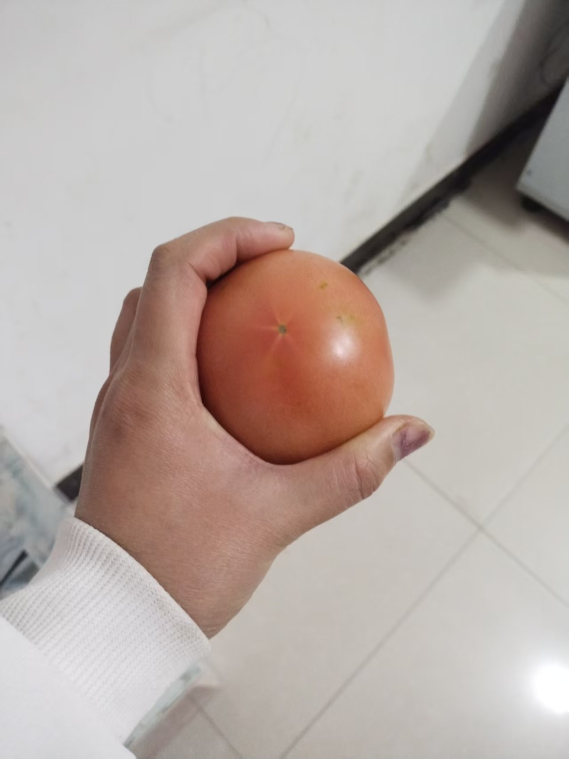 硬粉西红柿大量上市