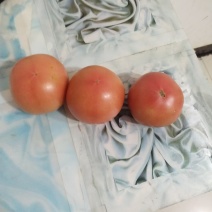 硬粉西红柿大量上市