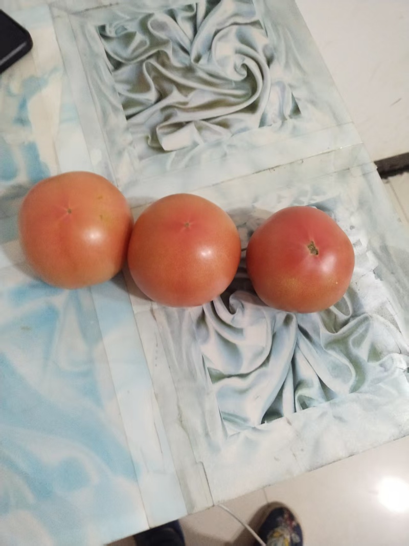 硬粉西红柿大量上市
