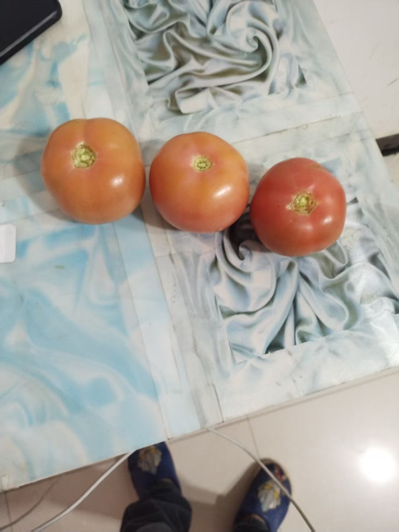 硬粉西红柿大量上市