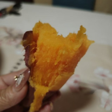 山东禹城市烟薯25