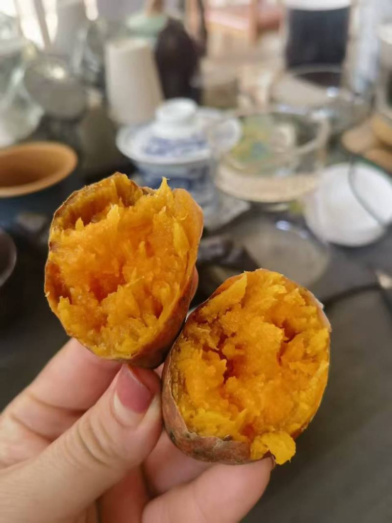 山东禹城市烟薯25