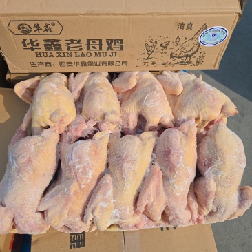淘汰蛋鸡550天以上，纯干去双管免洗，出肉率高