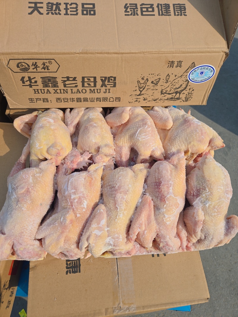 淘汰蛋鸡550天以上，纯干去双管免洗，出肉率高