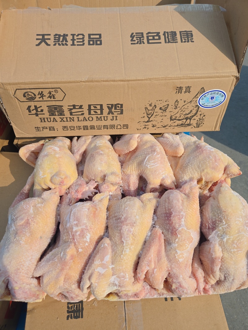 淘汰蛋鸡550天以上，纯干去双管免洗，出肉率高