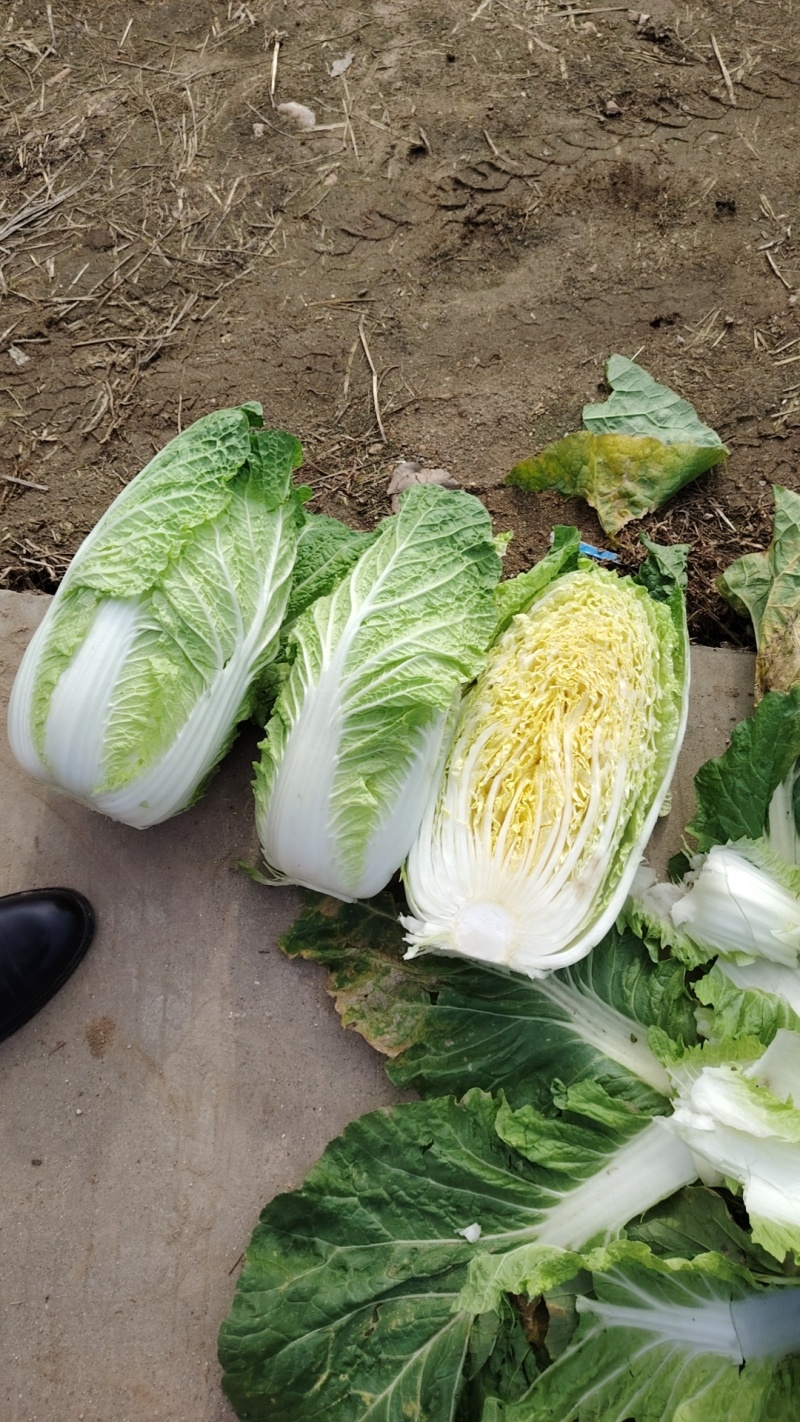 黄心大白菜，玲珑黄