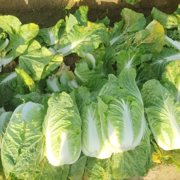 黄心大白菜，玲珑黄