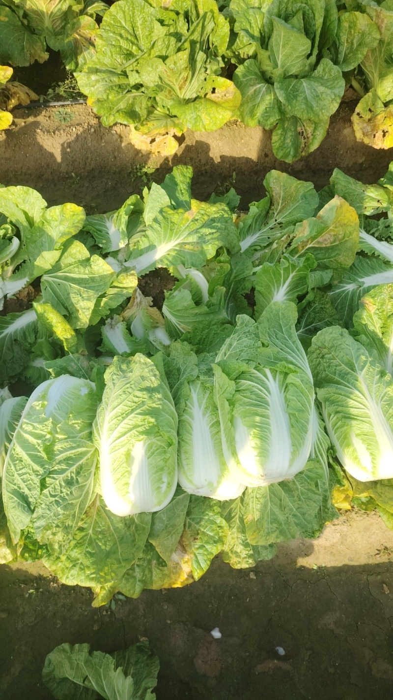 黄心大白菜，玲珑黄