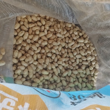 精选花生🥜