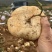 贵州地萝卜