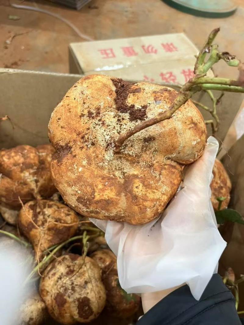 贵州地萝卜