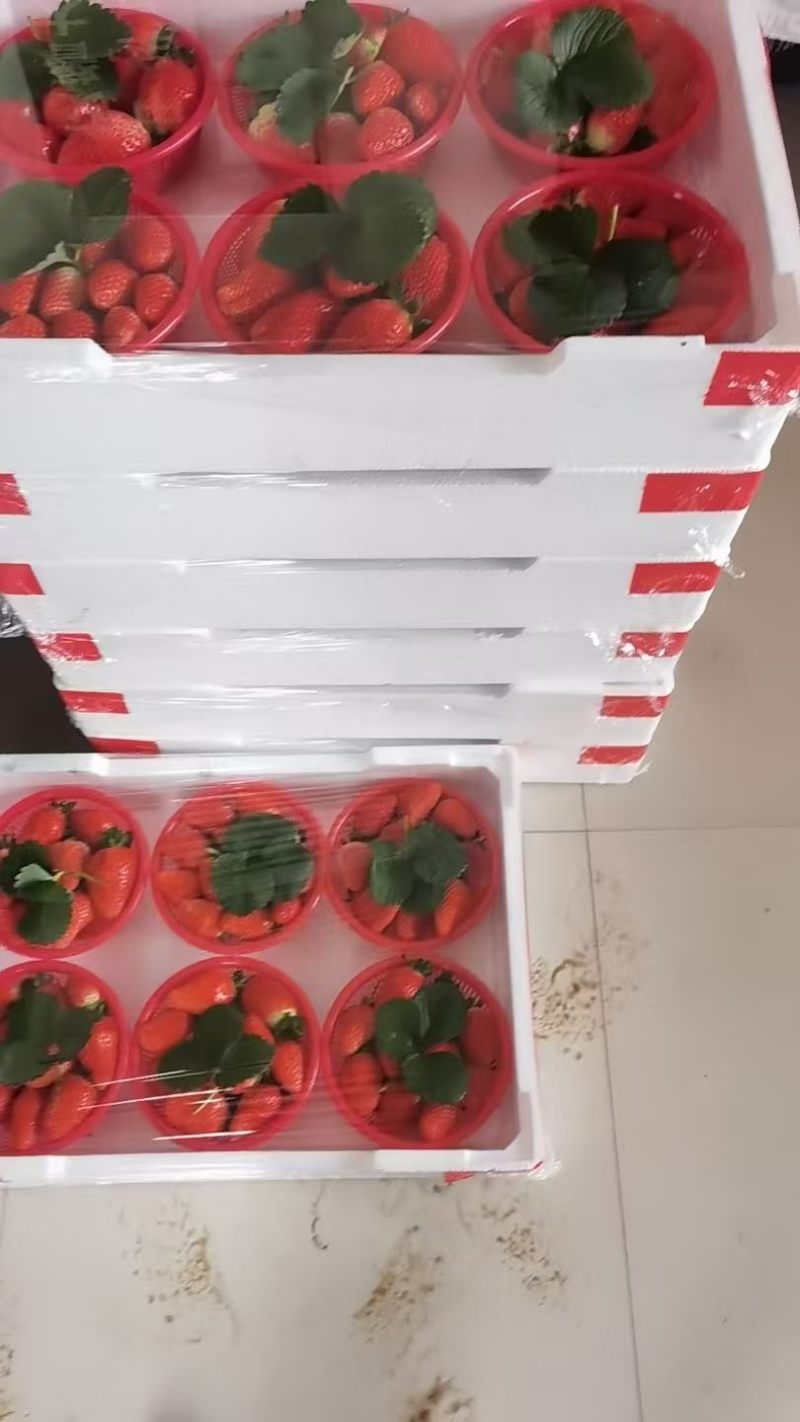 中牟宁玉久香天仙醉草莓产地