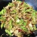 云南“云鸡枞”鲜货
