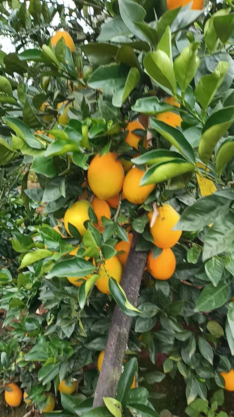 赣南脐橙