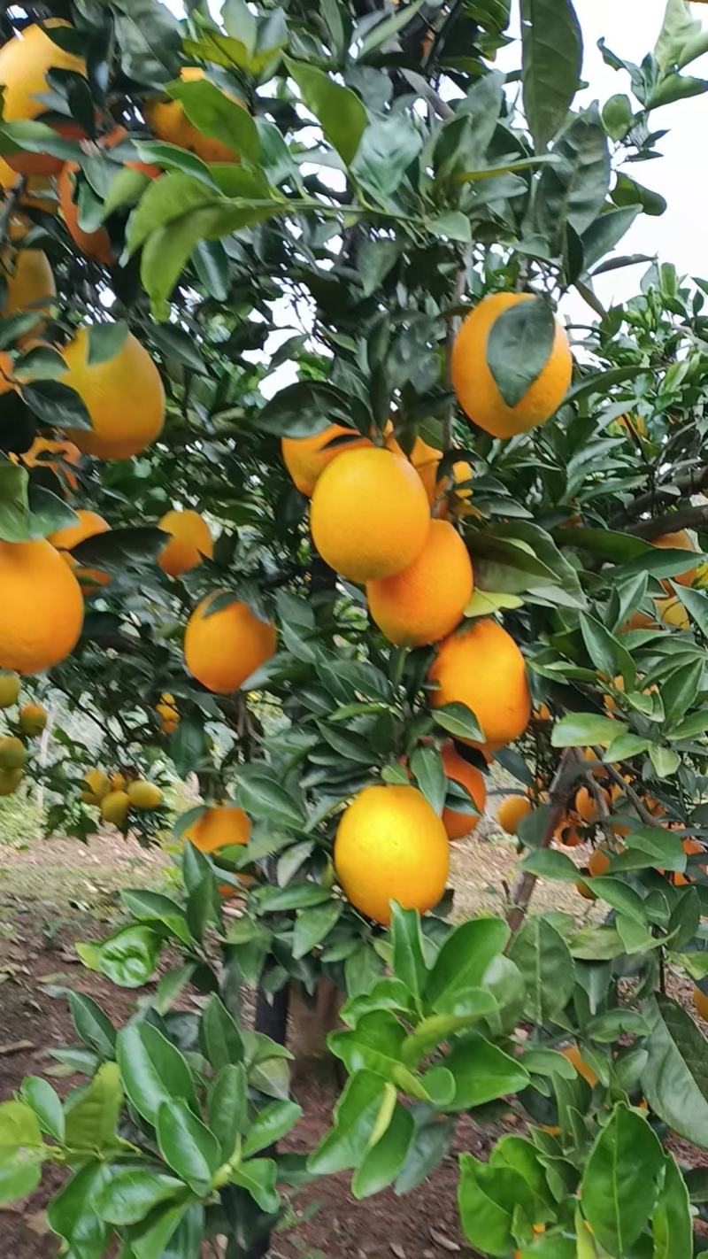 赣南脐橙