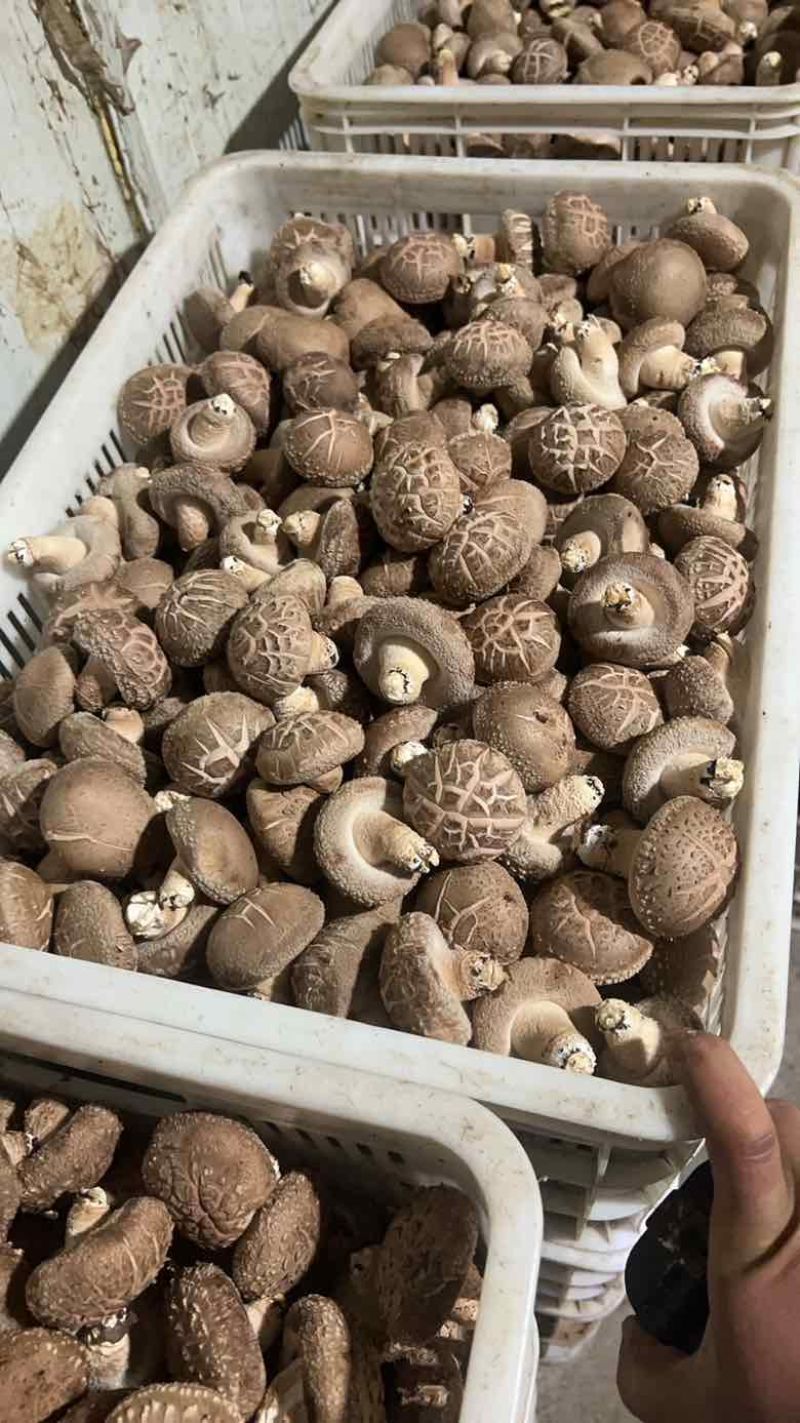 鲜香菇