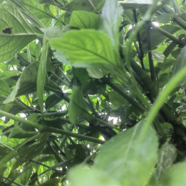 南板蓝根