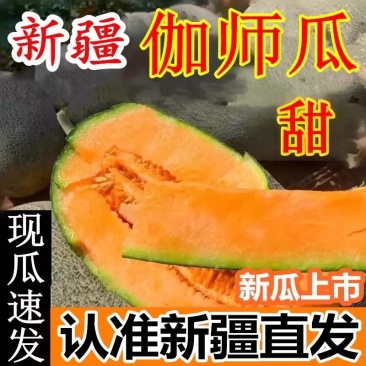 鲜果包邮|伽师瓜新疆和田特产水果产地直发伽师瓜哈密瓜