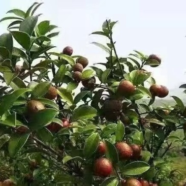 宁化山茶油