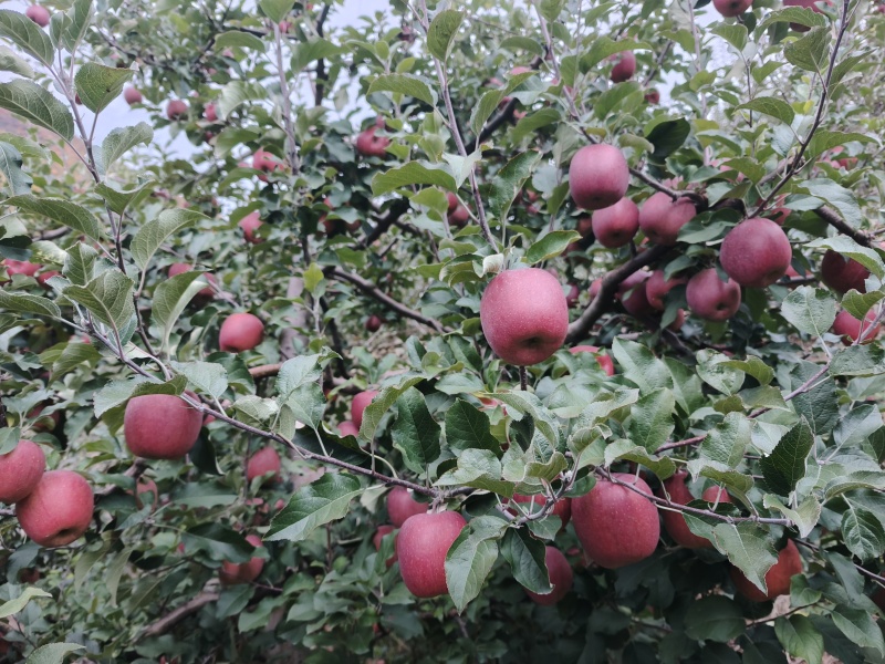 糖心大苹果一箱大概16斤多