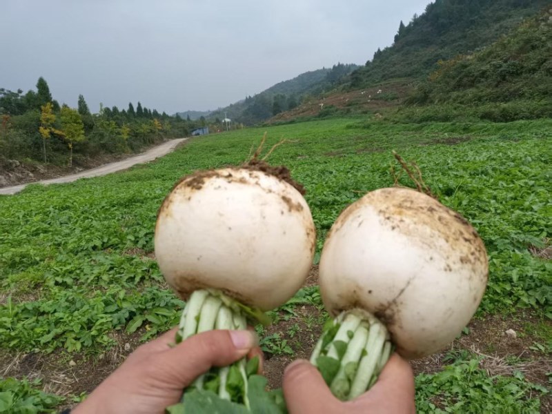 白萝卜新鲜萝卜