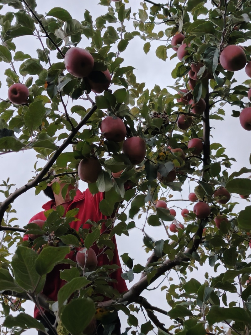 肯定糖心中苹果一箱14斤