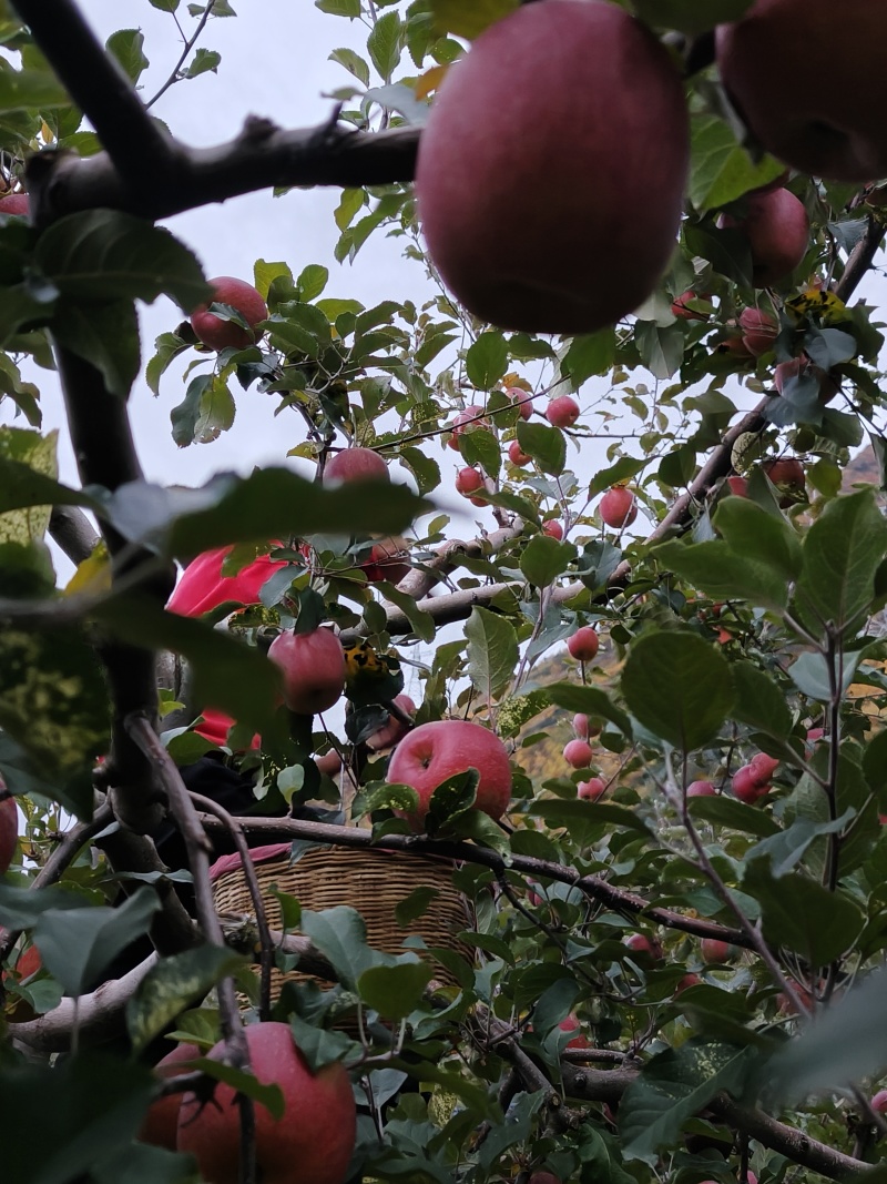 肯定糖心小苹果一箱9斤