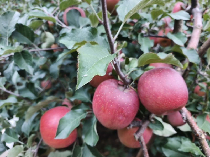 肯定糖心小苹果一箱9斤