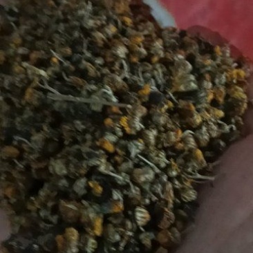 金寨野菊花