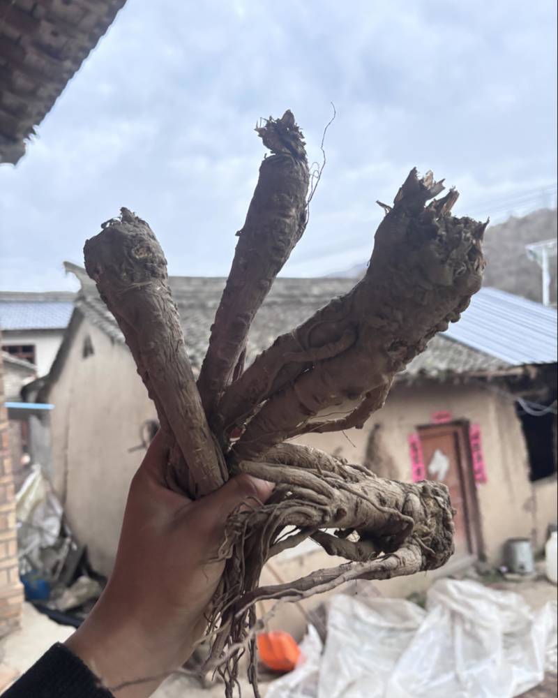 岷县当归
