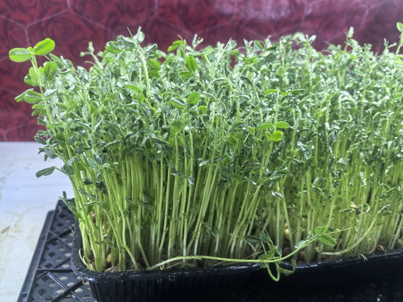 活体豌豆苗300g