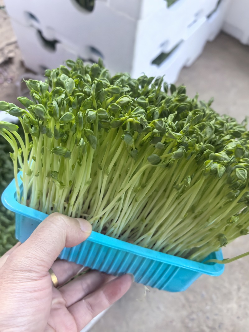 活体豌豆苗300g