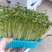 活体豌豆苗300g