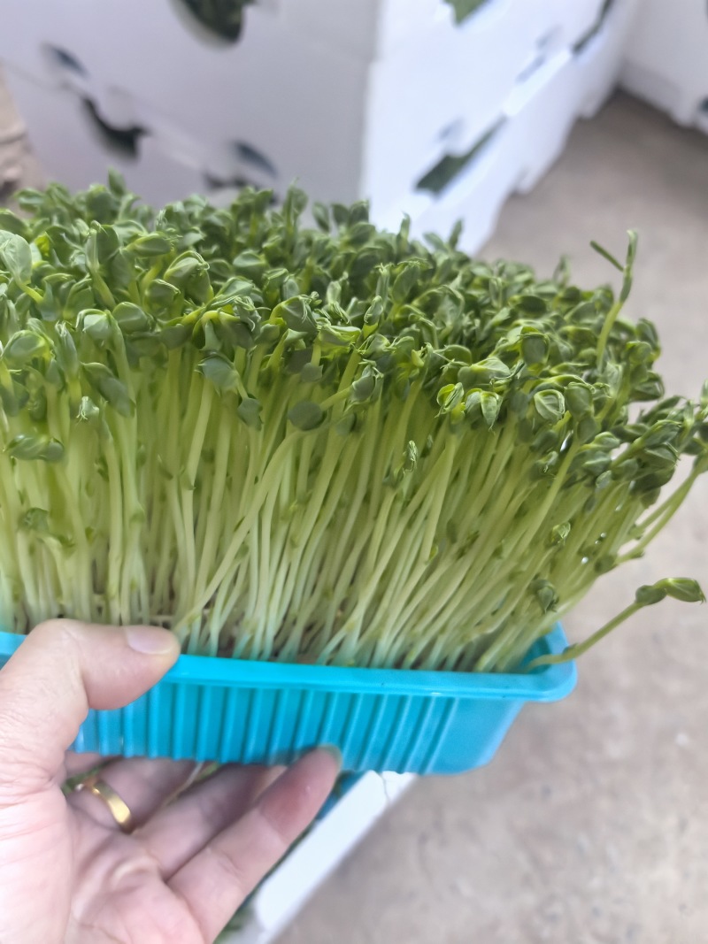 活体豌豆苗300g