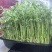 活体豌豆苗300g