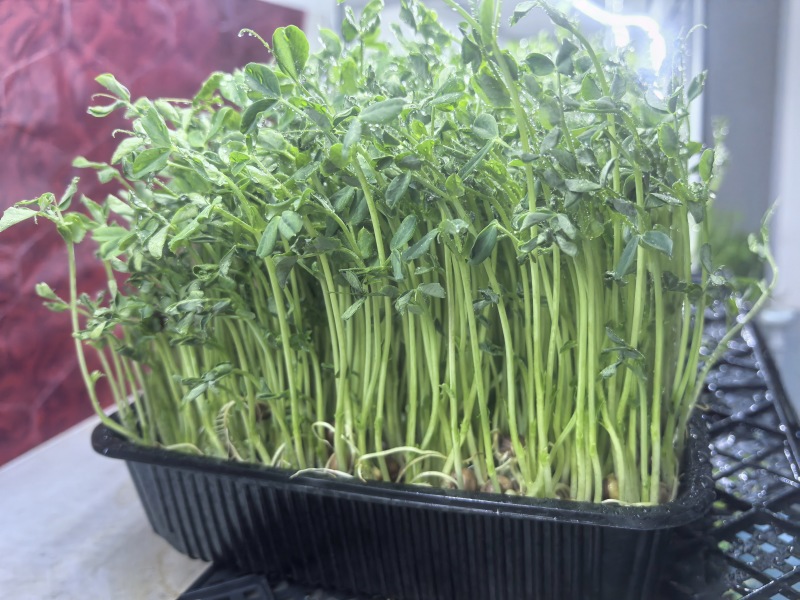 活体豌豆苗300g
