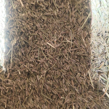 籽然