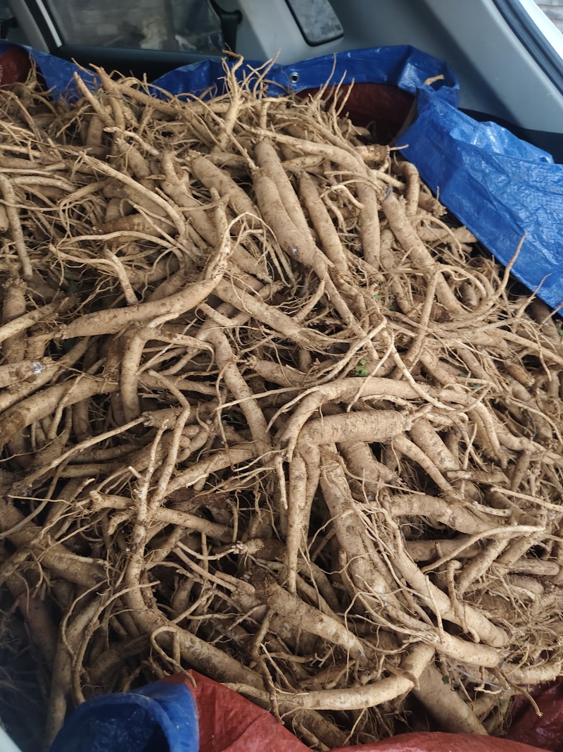 贵州威宁鲜党参泡汤必备良药