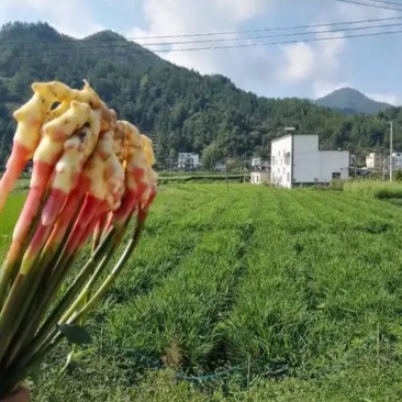 岳西生姜