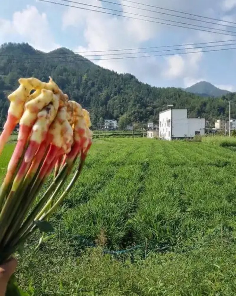 岳西生姜